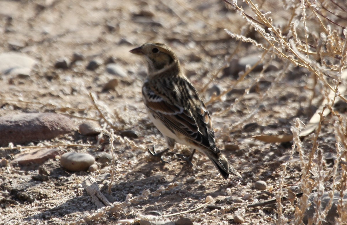 Lapland Longspur - ML277297471