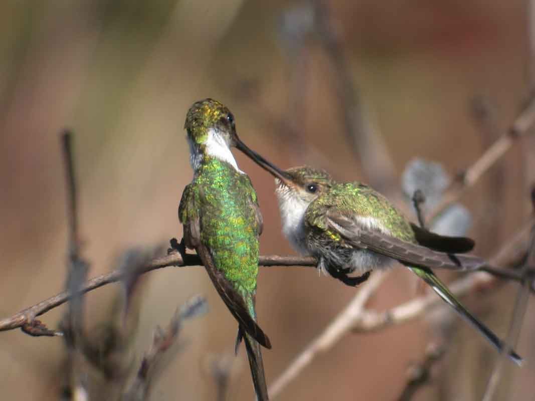 Horned Sungem - Rob Bierregaard