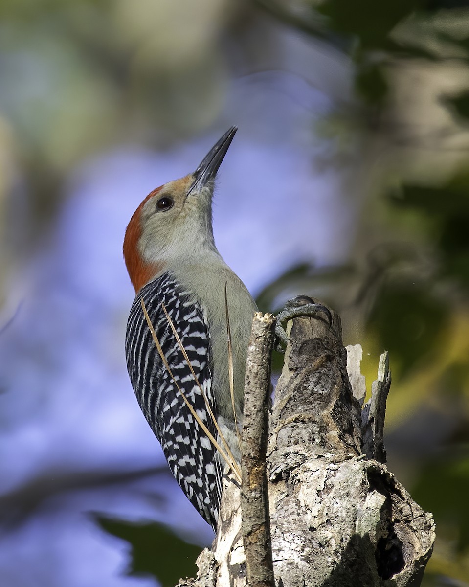 Red-bellied Woodpecker - ML277303031