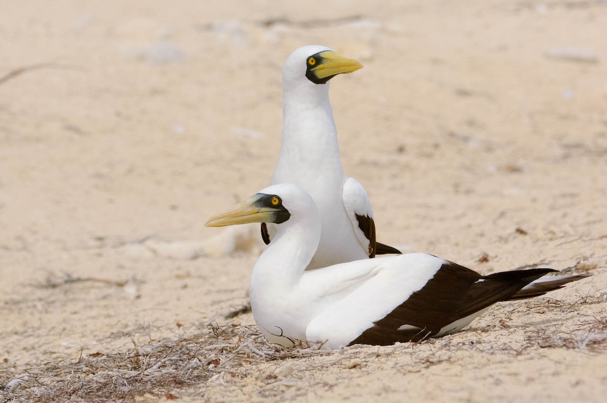 Masked Booby - Gerrit Vyn