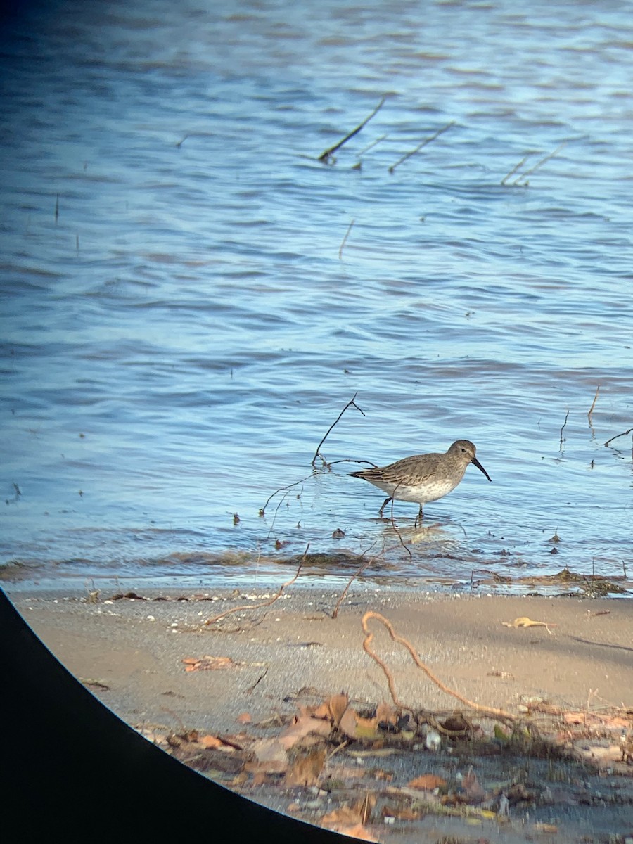 Dunlin - ML277305201