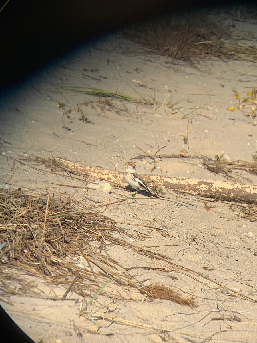 Snow Bunting - ML277305291