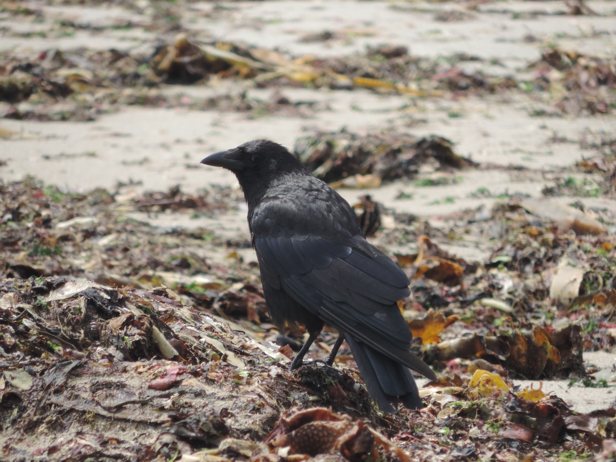 Carrion Crow - ML277305401