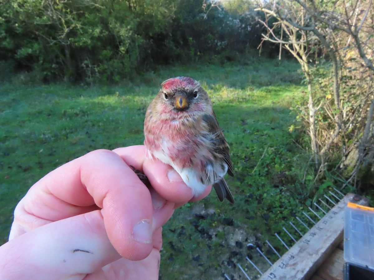 Redpoll (Lesser) - David Campbell