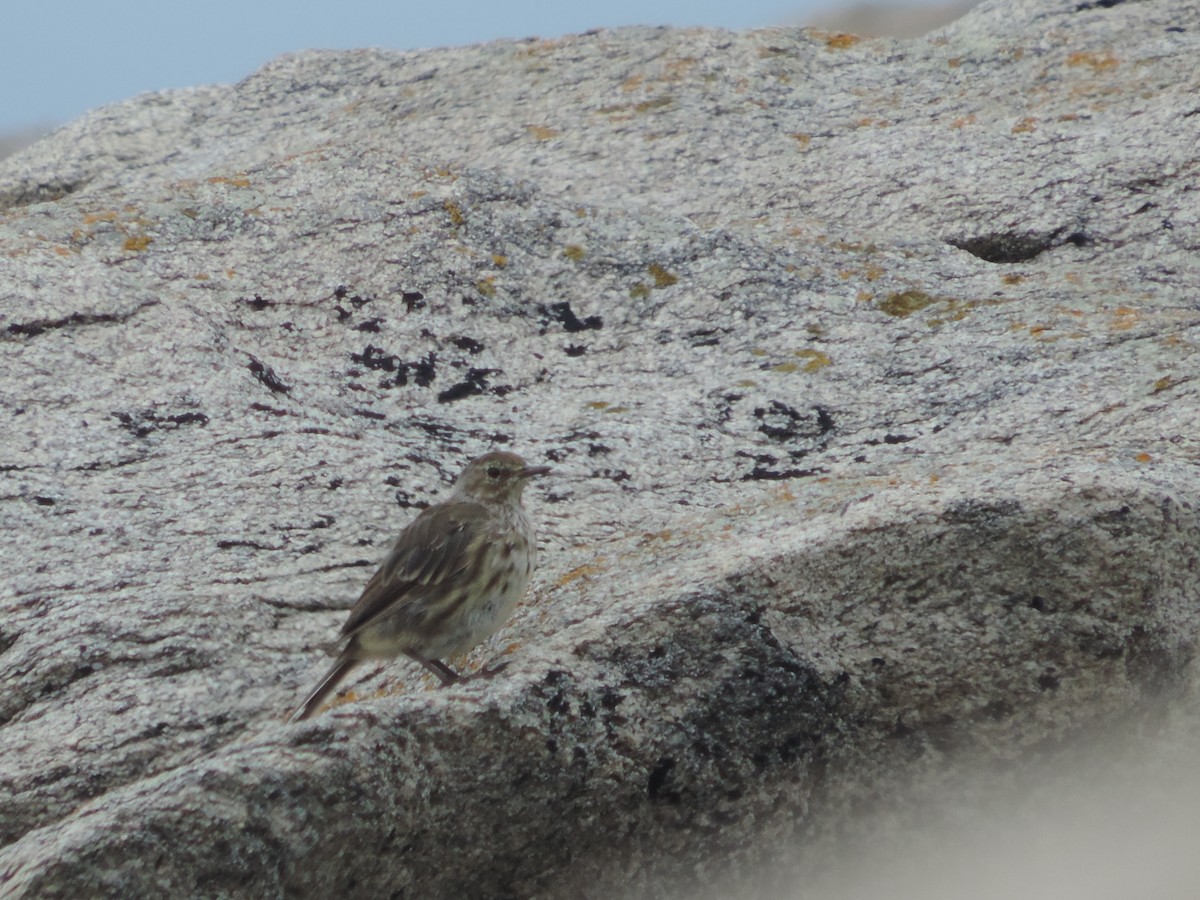 Rock Pipit - ML277305531