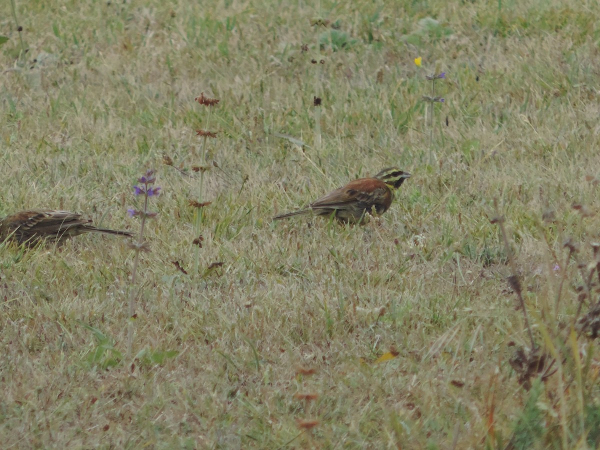 Cirl Bunting - ML277305541