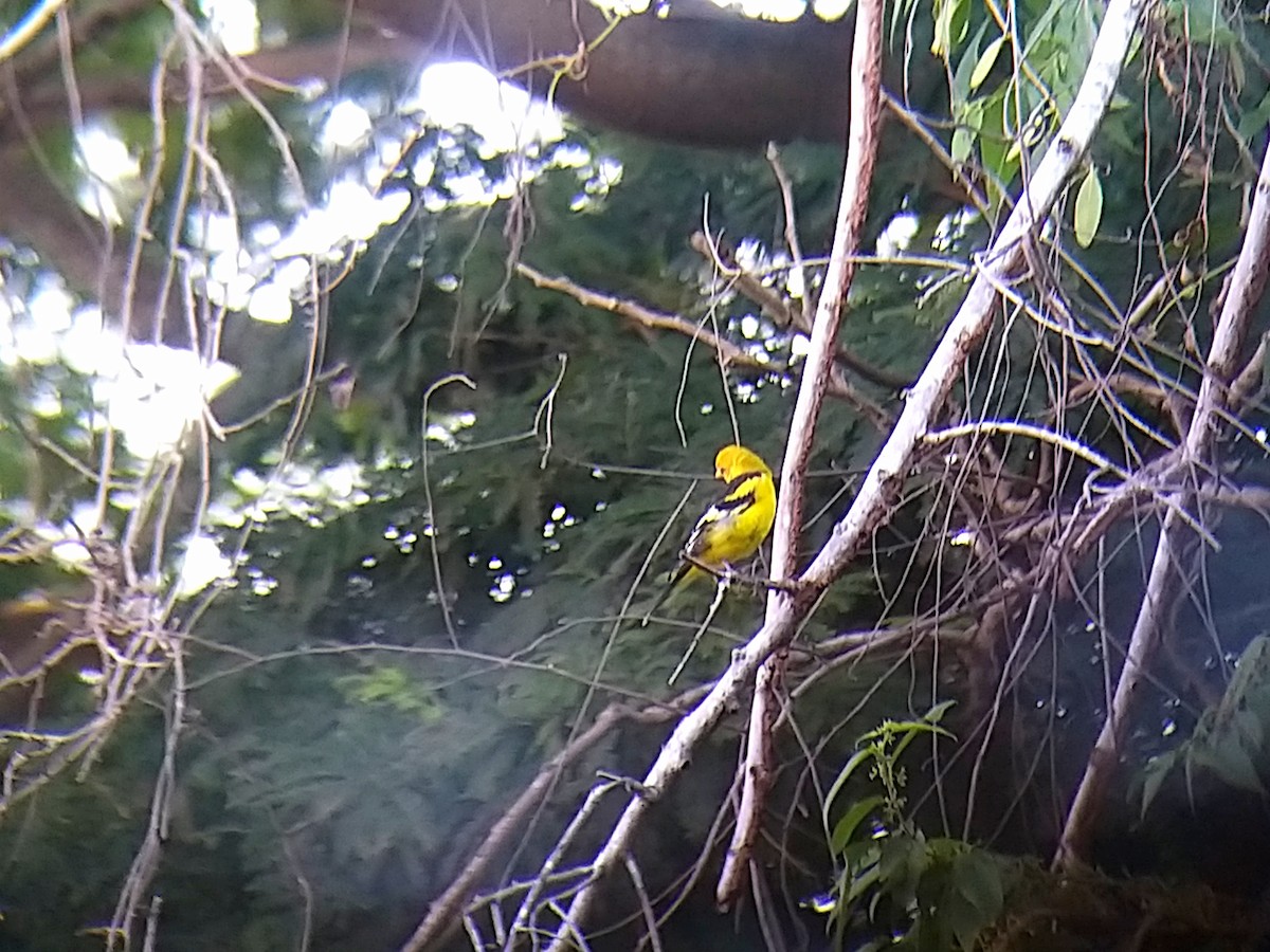 Western Tanager - ML277305711