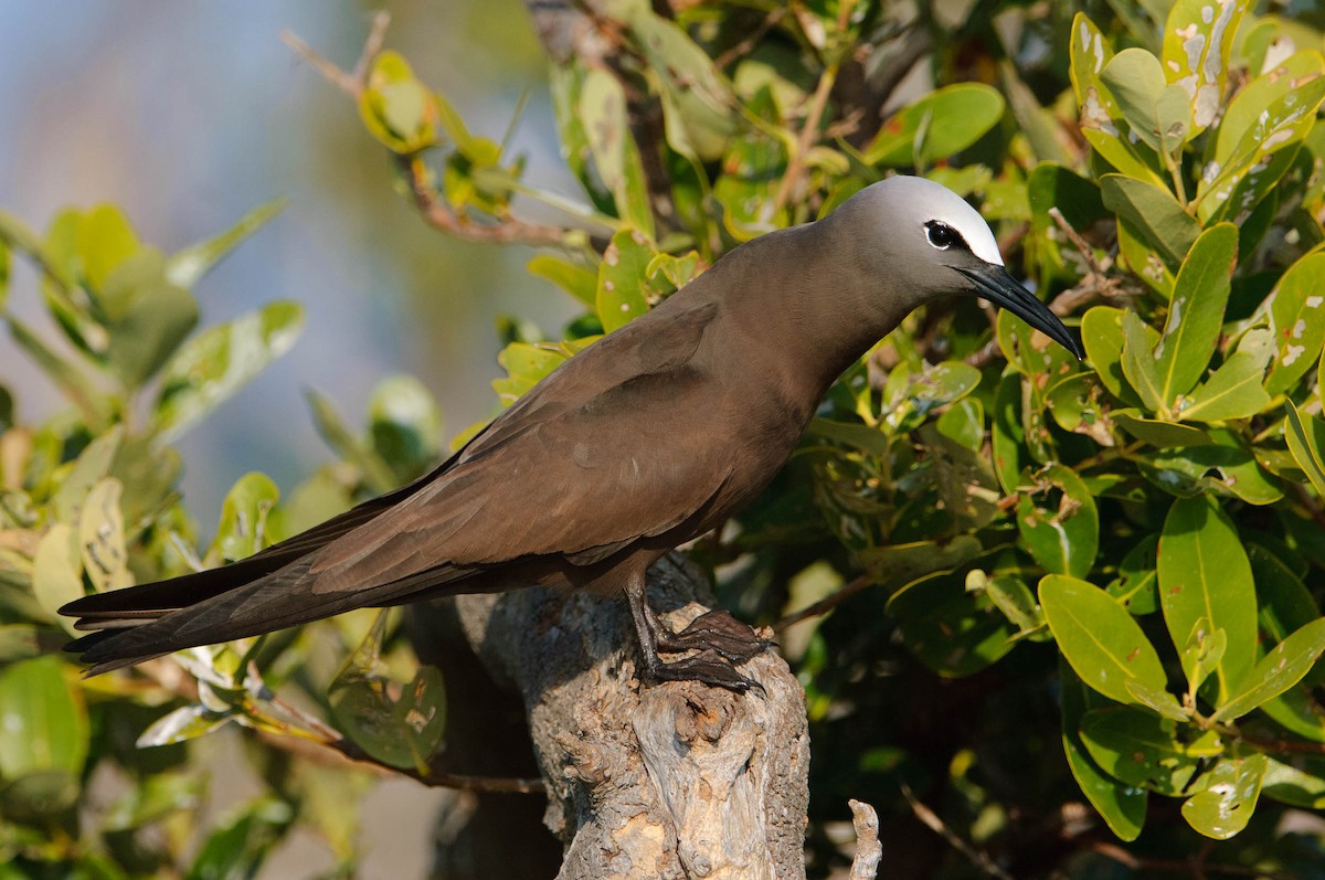 Brown Noddy - Gerrit Vyn