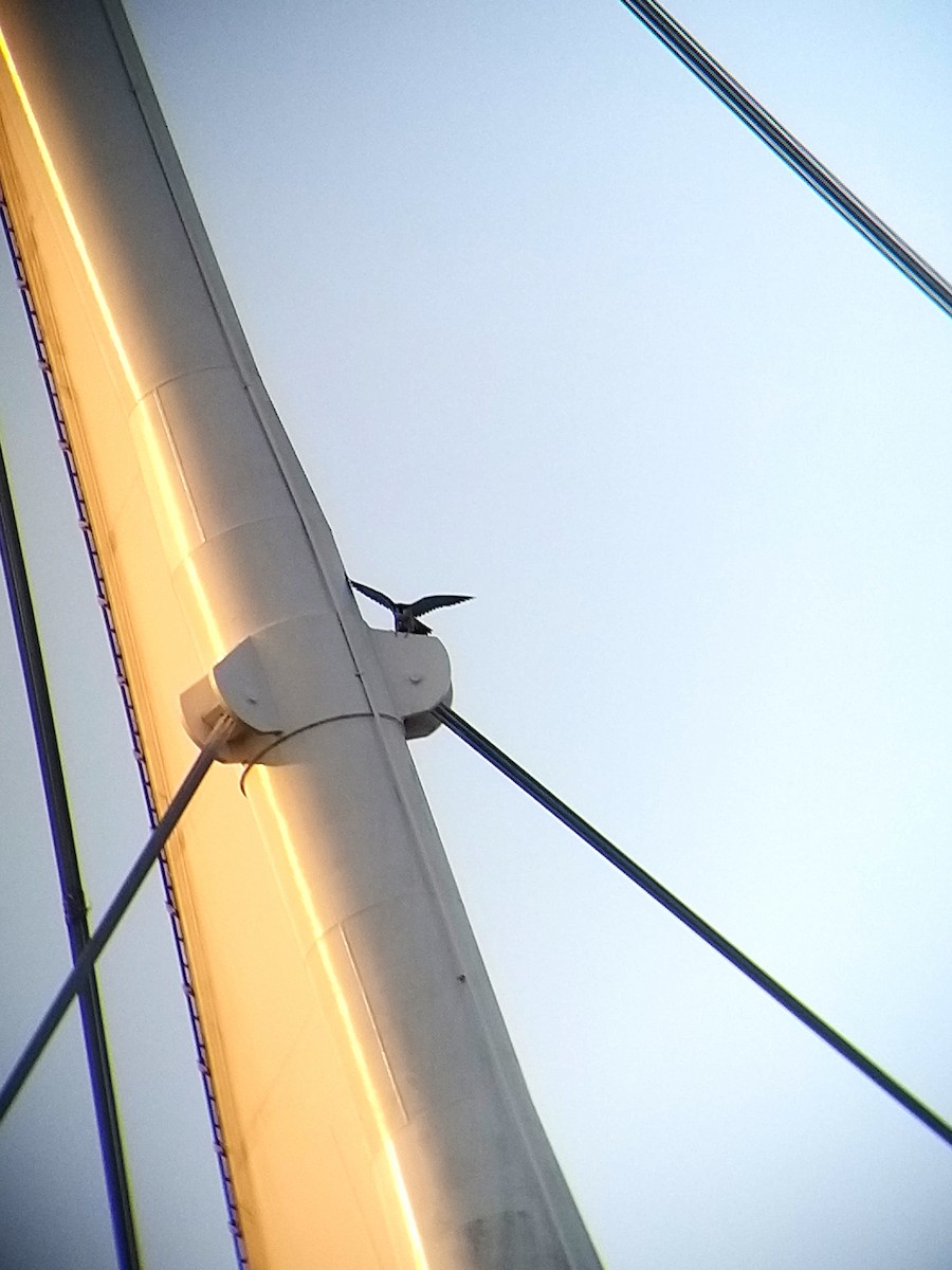 Peregrine Falcon - ML277305941