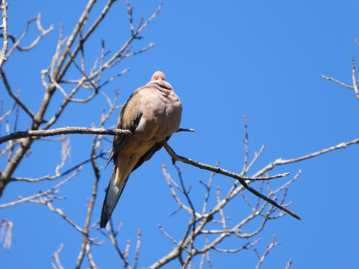 Зенаїда північна - ML277305951