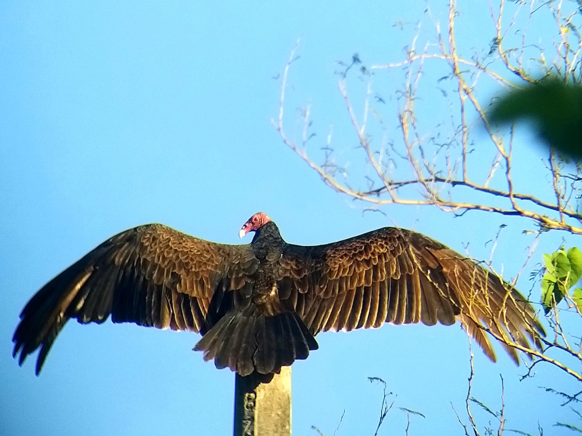 Turkey Vulture - ML277306031