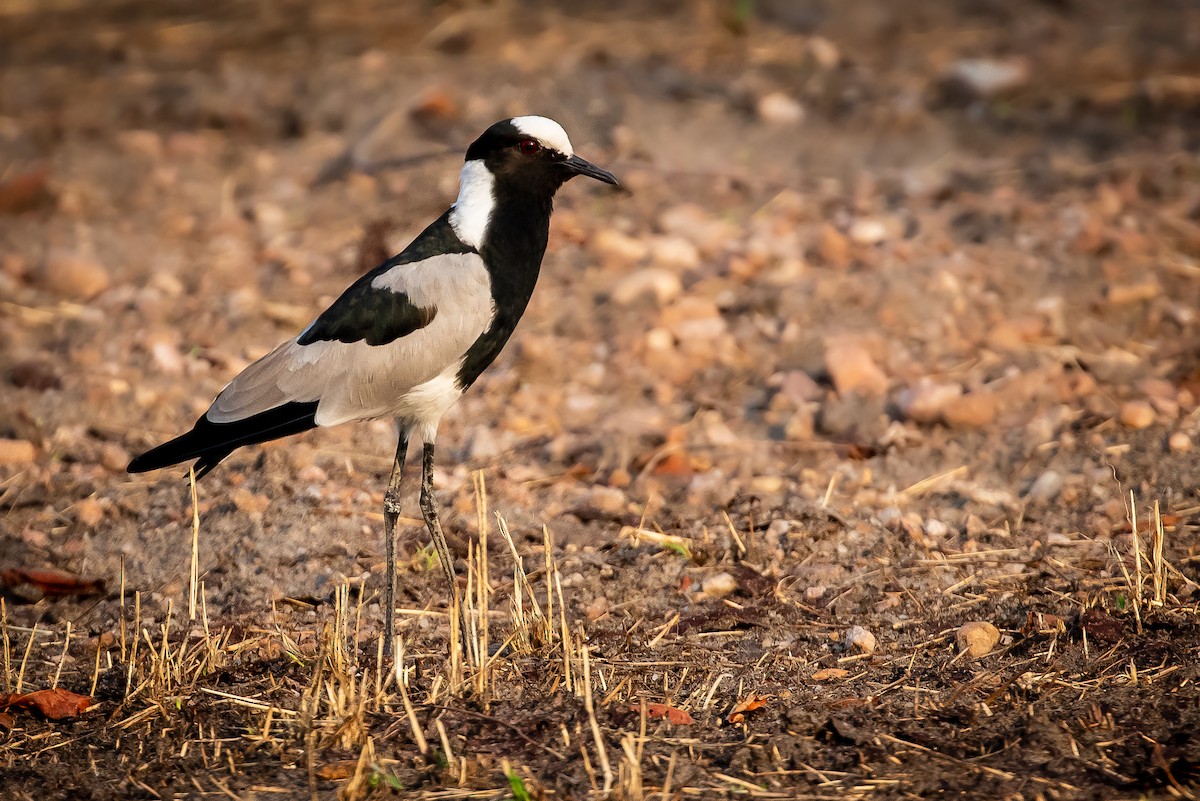 Blacksmith Lapwing - ML277308301