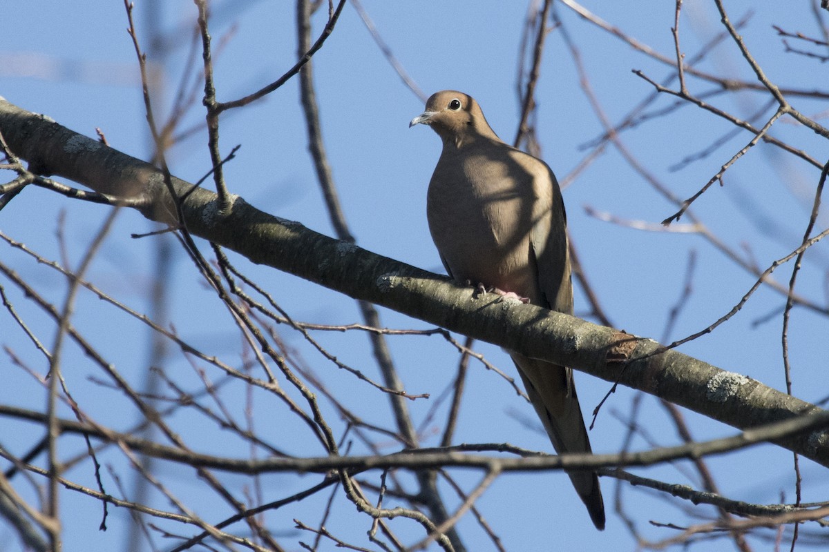 Mourning Dove - Michael Bowen