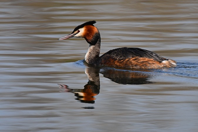 Great Crested Grebe - ML277310301