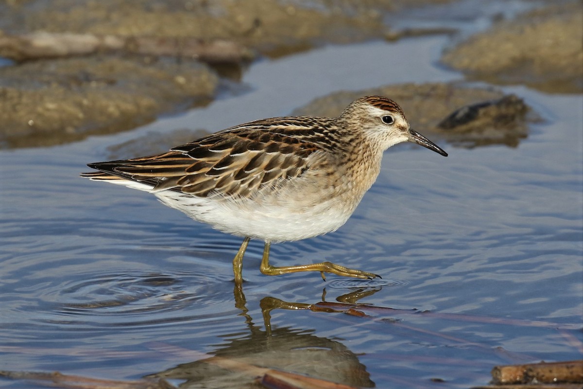 Sharp-tailed Sandpiper - ML277311711