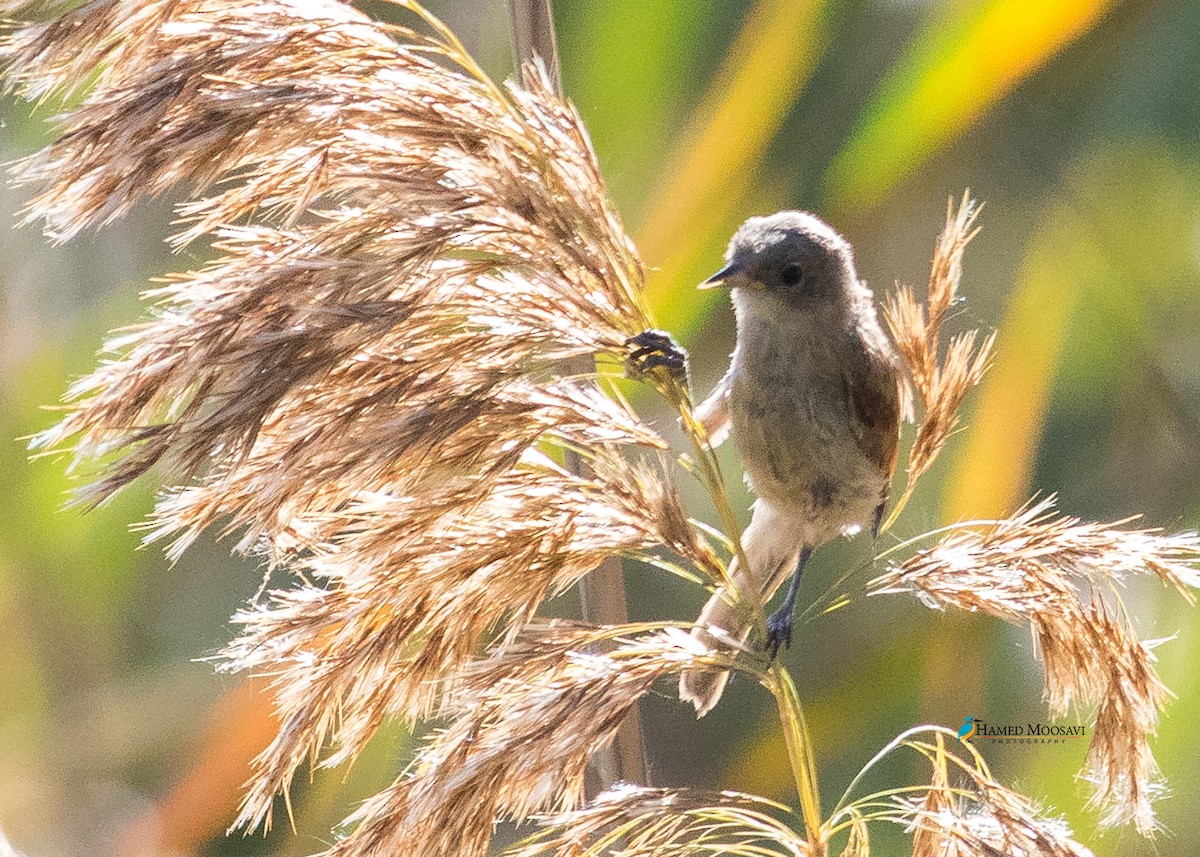 Black-headed Penduline-Tit - ML277311901