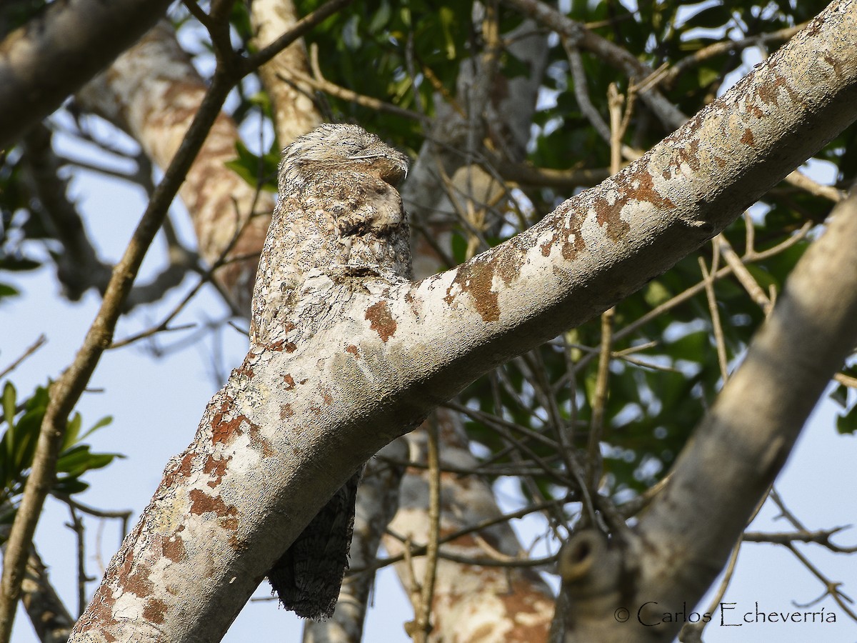 Great Potoo - ML27731201