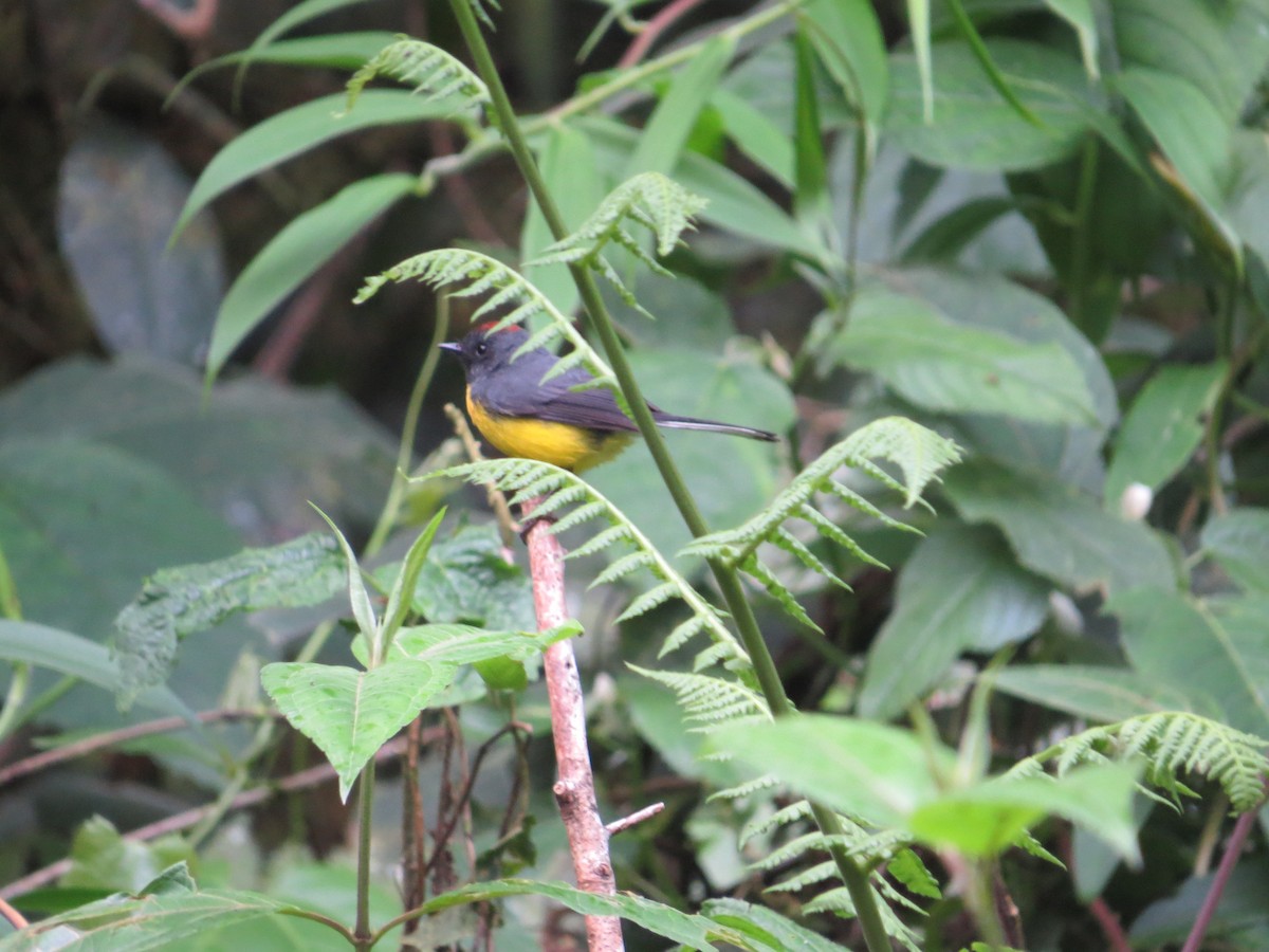 Slate-throated Redstart - ML277312371