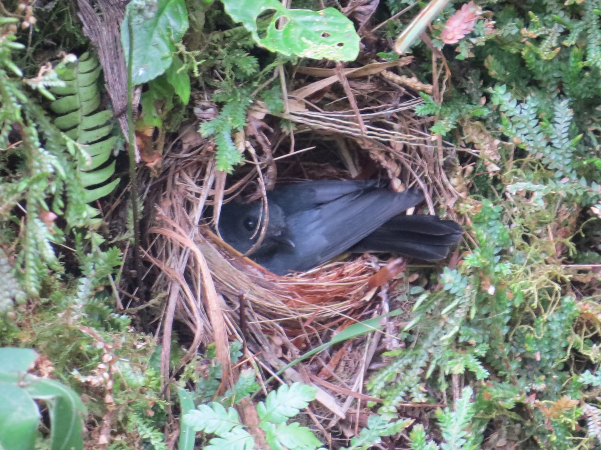 Черногорлая канделита - ML277312381