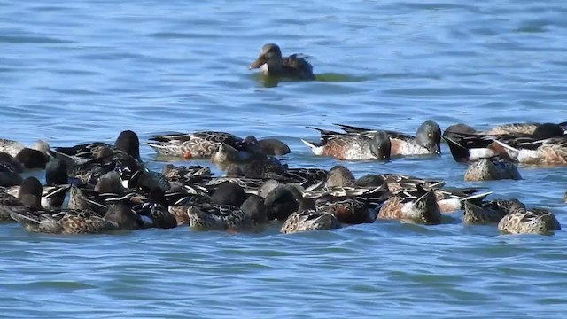 Northern Shoveler - ML277313131