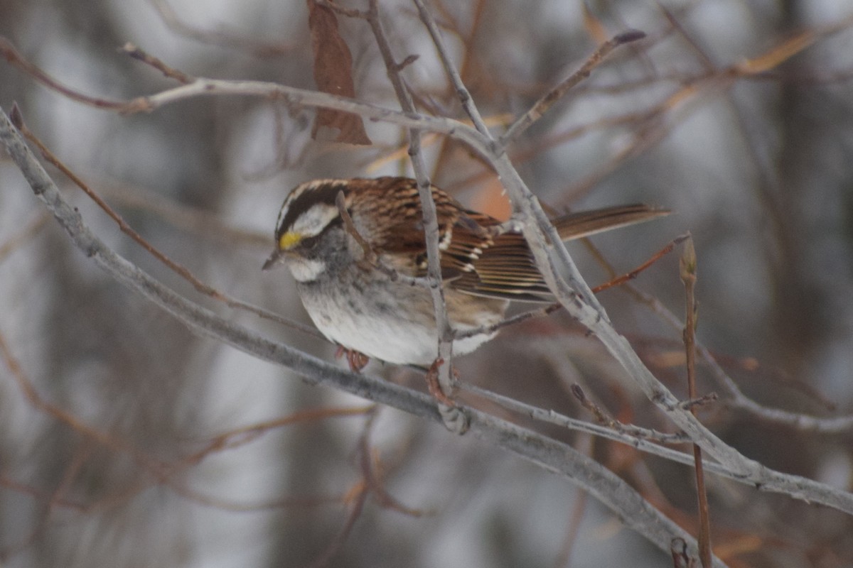 White-throated Sparrow - ML277313901