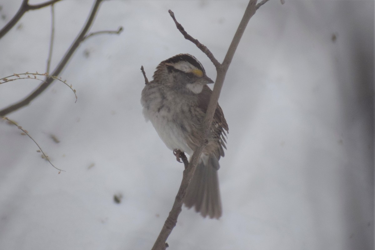 White-throated Sparrow - ML277313921
