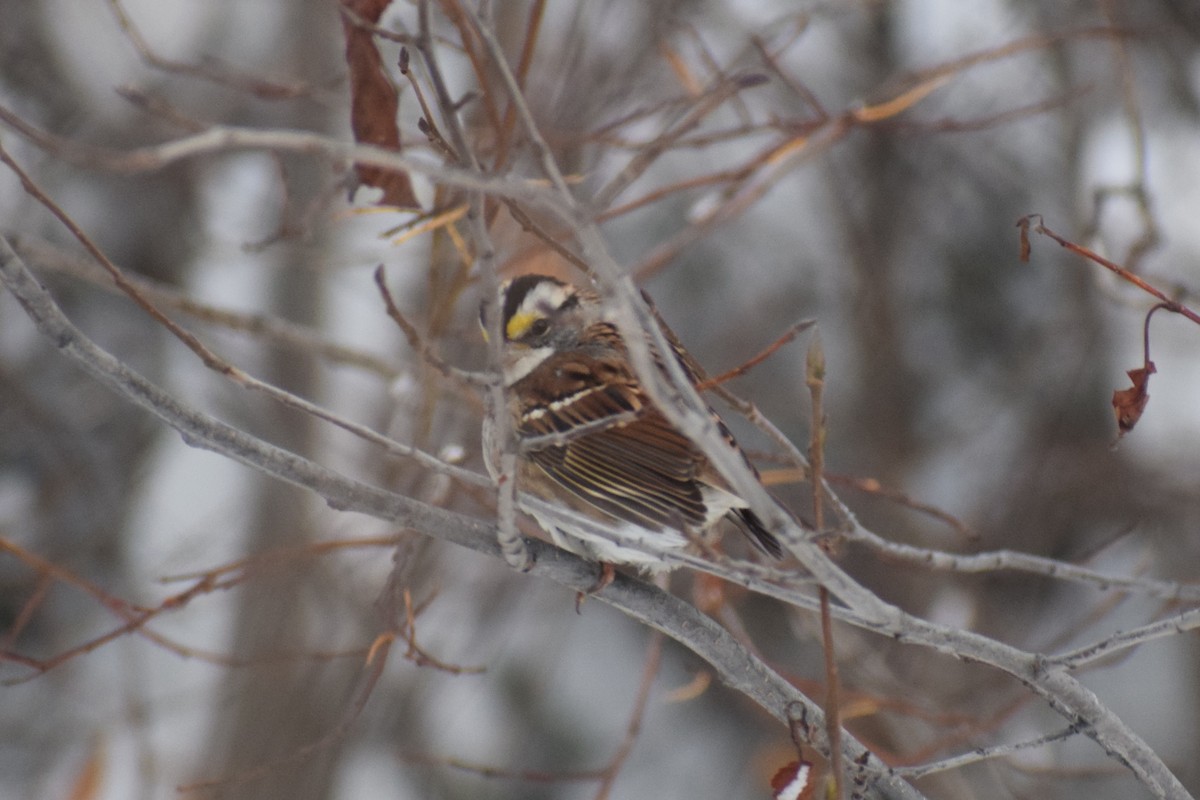 White-throated Sparrow - ML277313941