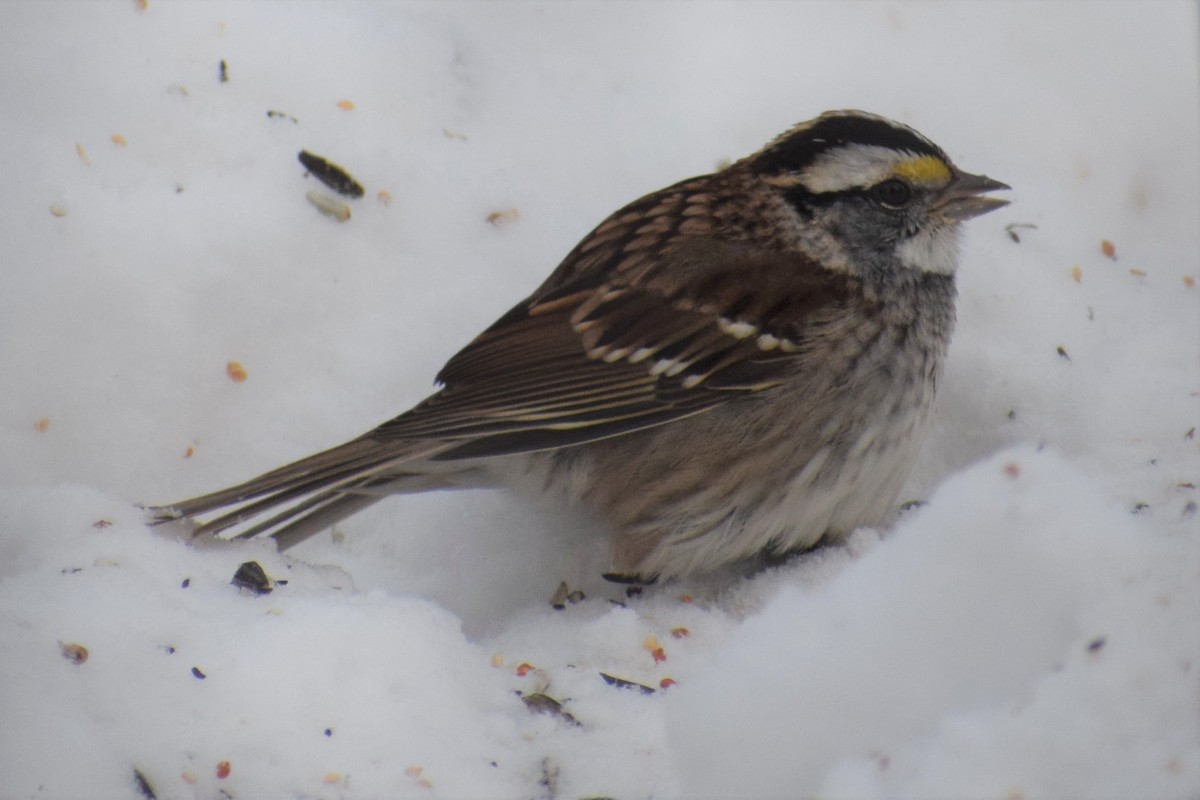 White-throated Sparrow - ML277313951