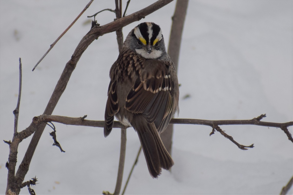 White-throated Sparrow - ML277313971