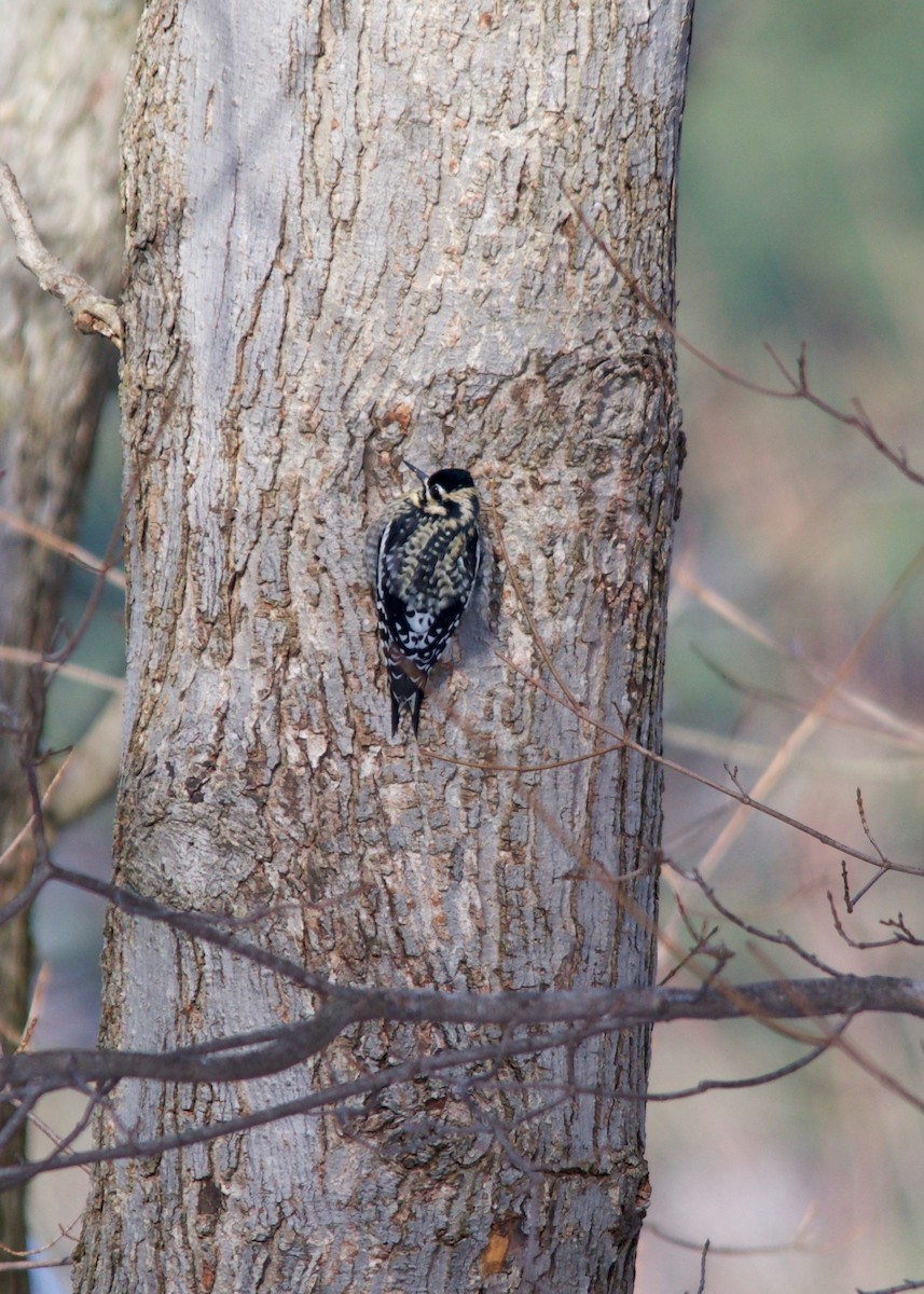 Yellow-bellied Sapsucker - ML277314441