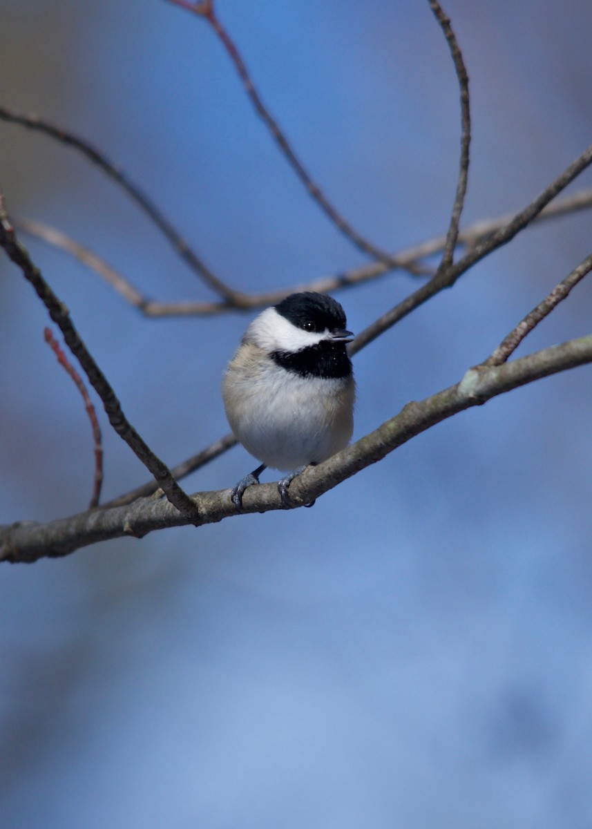 Carolina Chickadee - ML277314591