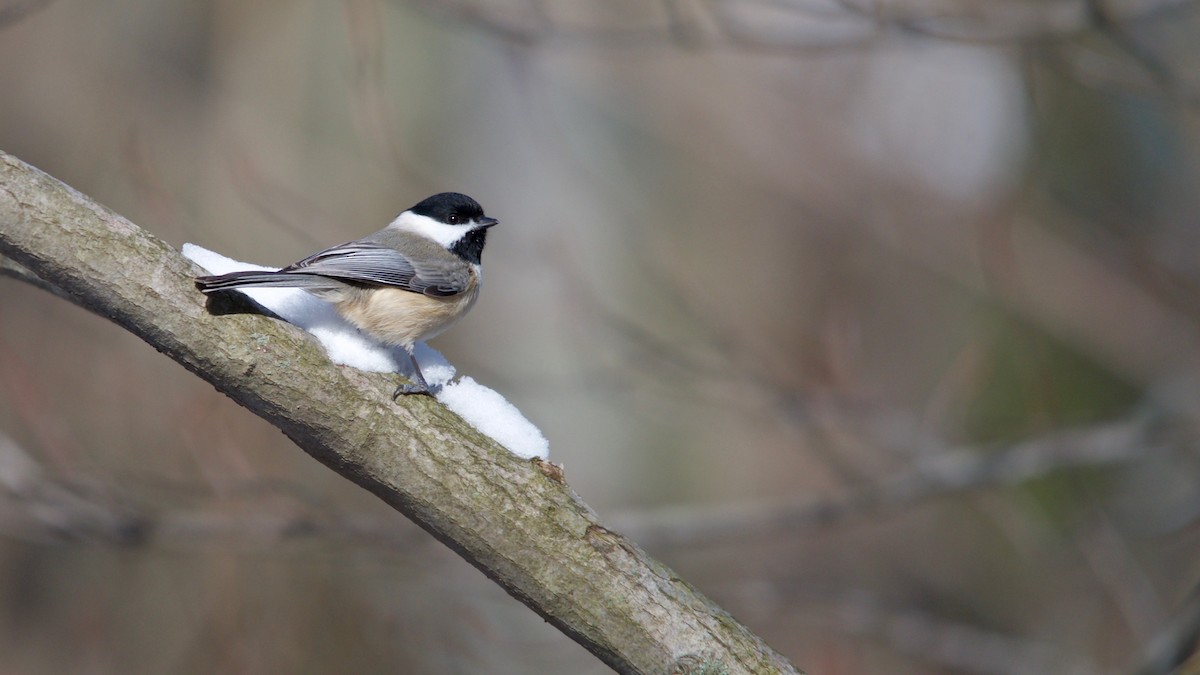 Carolina Chickadee - ML277314601