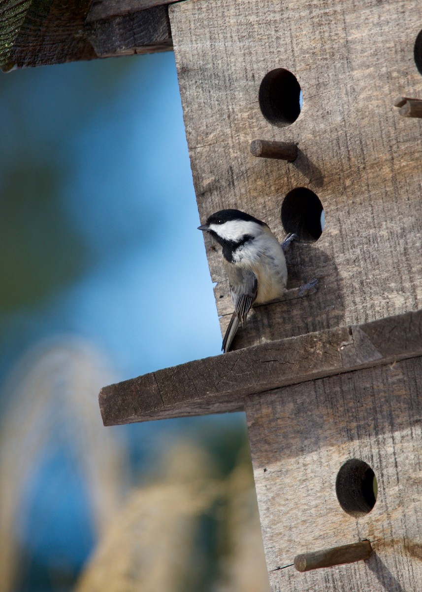 Carolina Chickadee - ML277314611