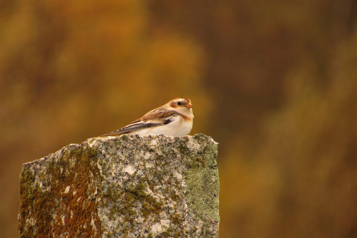 Snow Bunting - ML277315011