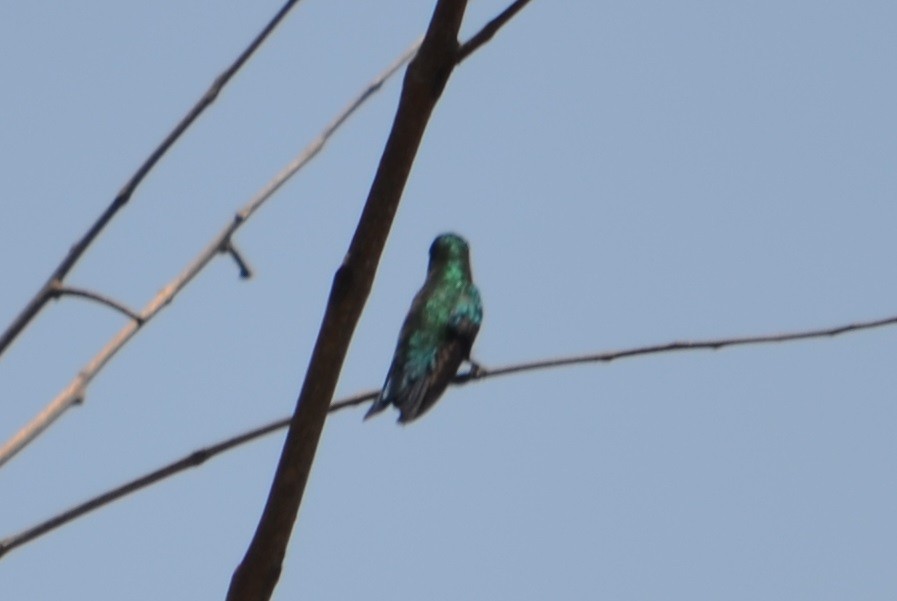 kolibřík lesklobřichý - ML277316301