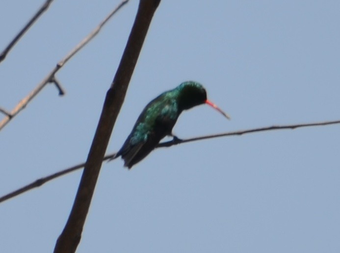 Glittering-bellied Emerald - ML277316311