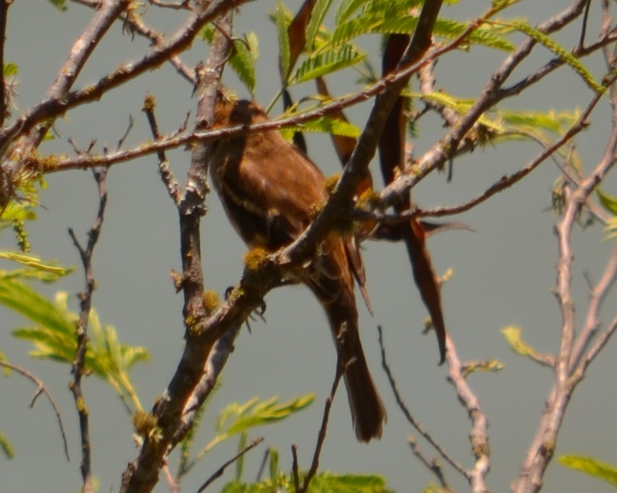 Bran-colored Flycatcher - ML277316401