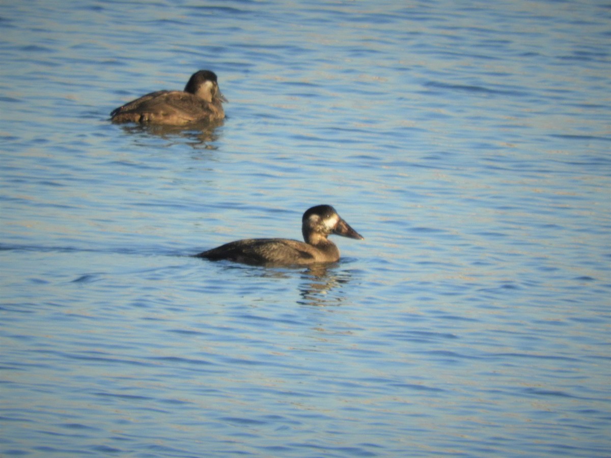 Surf Scoter - ML277316931