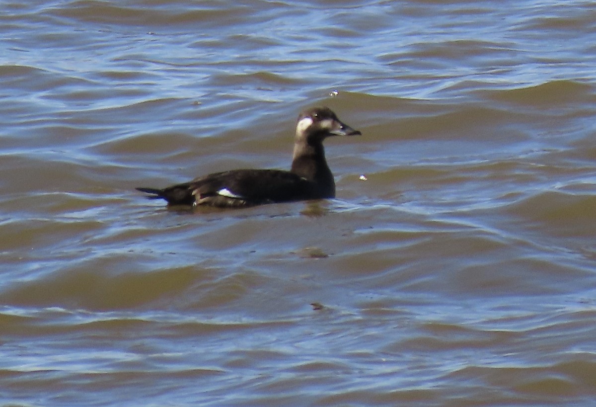 White-winged Scoter - ML277316991