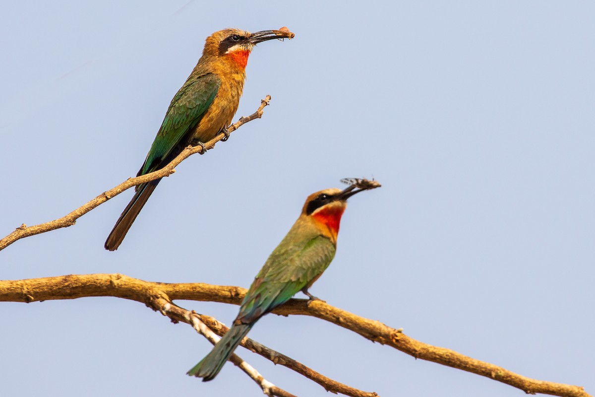 White-fronted Bee-eater - ML277317131