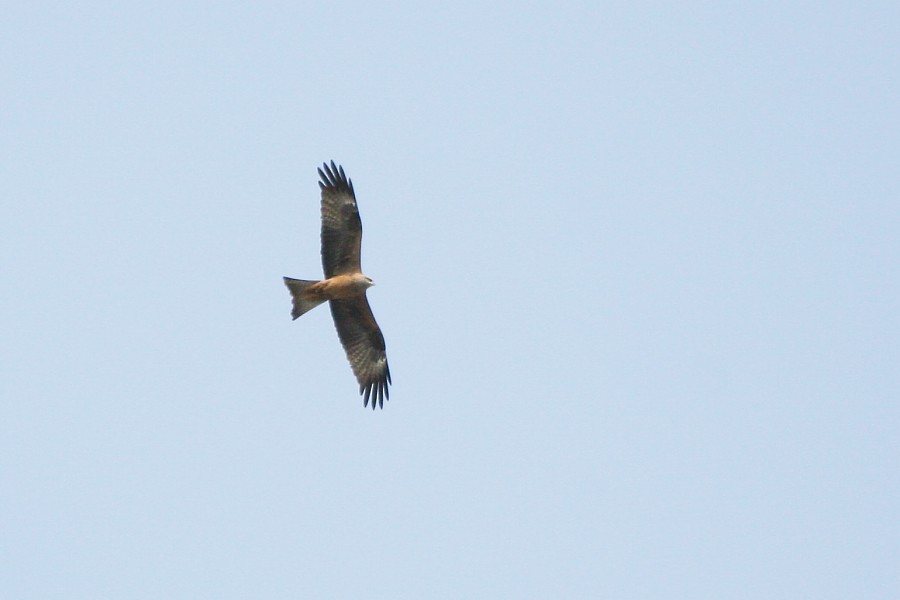 Black Kite (Black) - Pavel Parkhaev