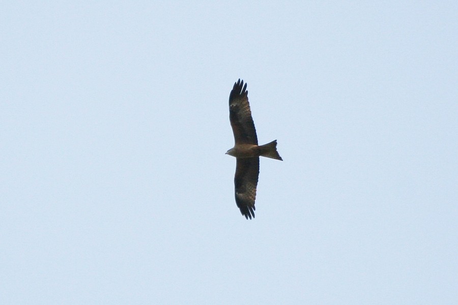 Black Kite (Black) - Pavel Parkhaev