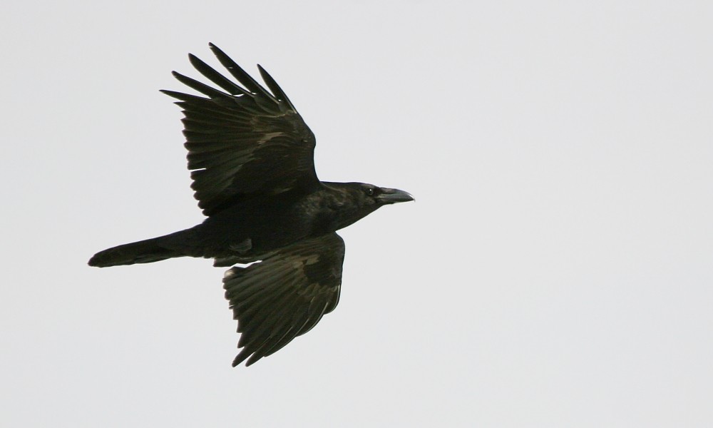 Common Raven - ML277317501