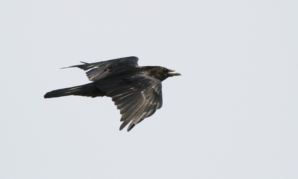 Common Raven - ML277317521