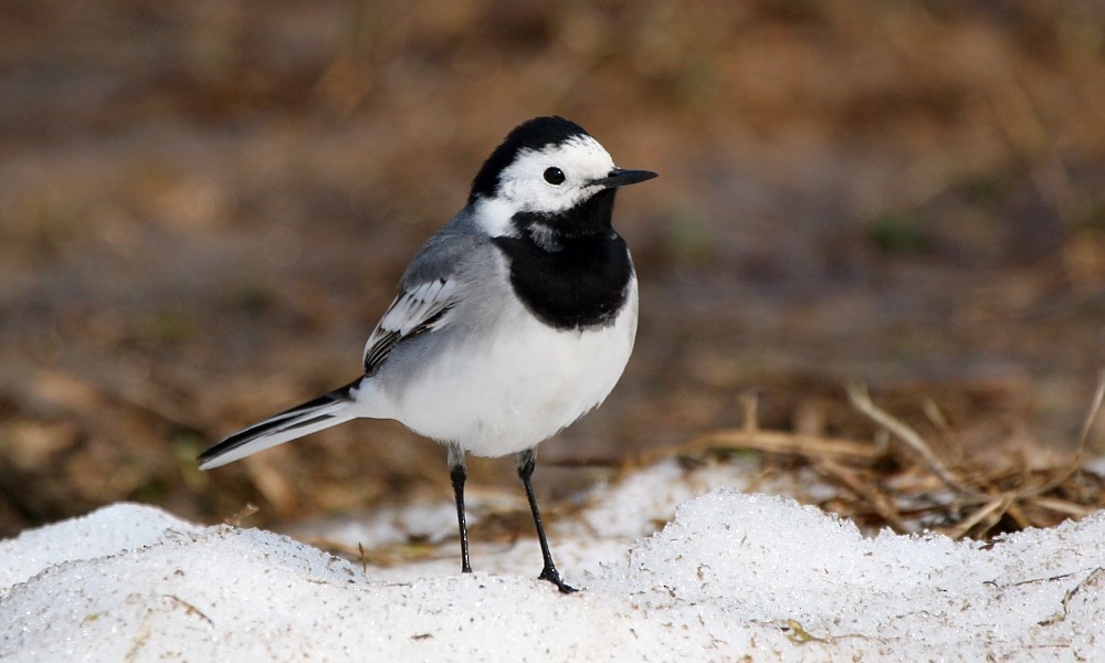 White Wagtail (White-faced) - Pavel Parkhaev