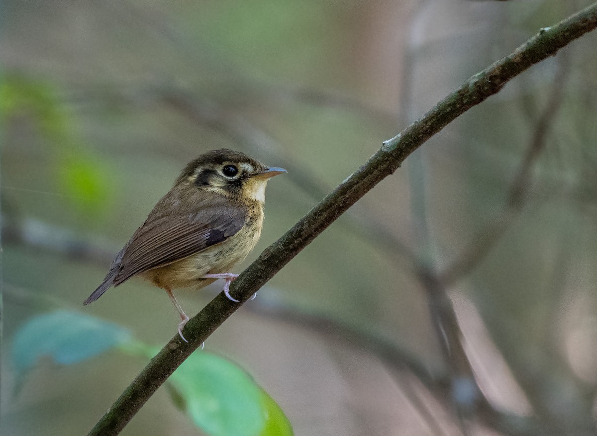 White-throated Spadebill - David Carmo