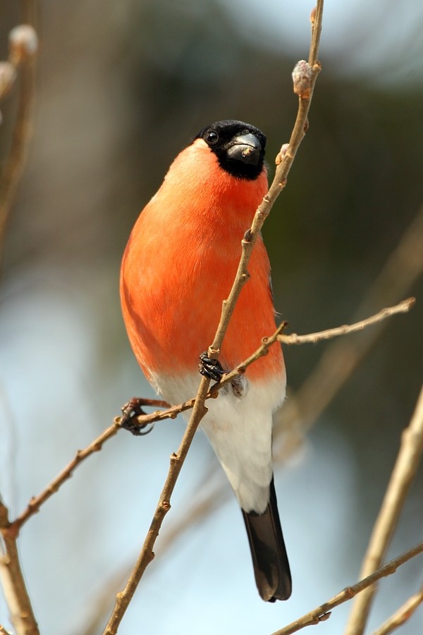 Eurasian Bullfinch (Eurasian) - Pavel Parkhaev