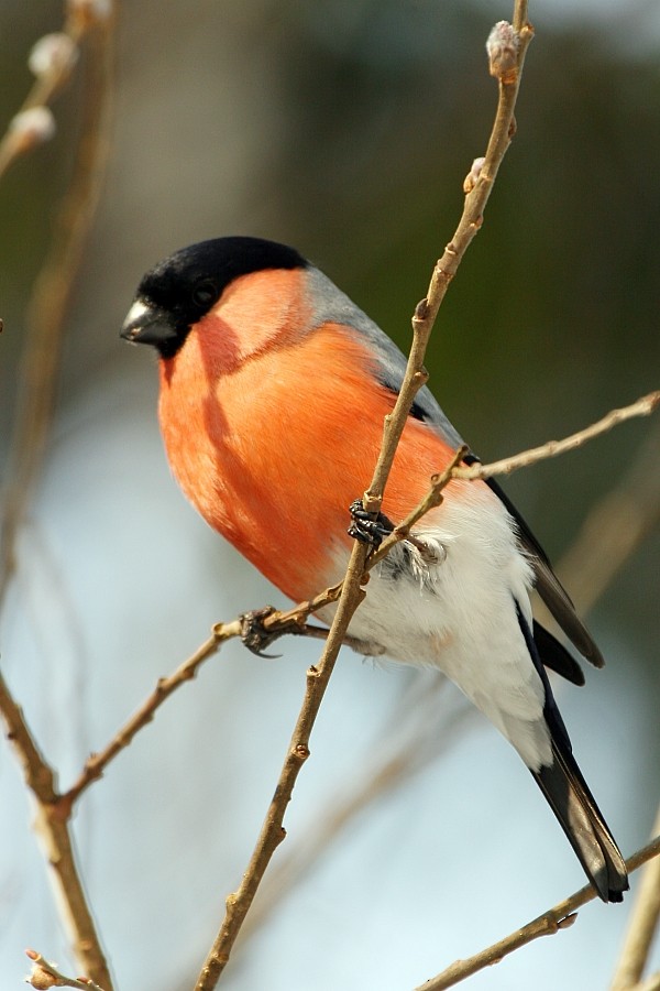 Eurasian Bullfinch (Eurasian) - ML277318031