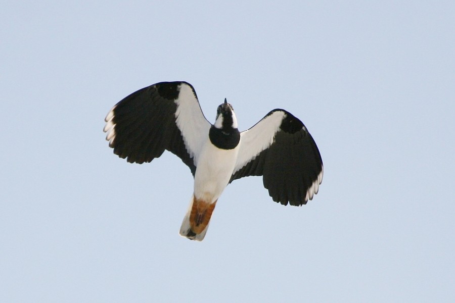 Northern Lapwing - Pavel Parkhaev