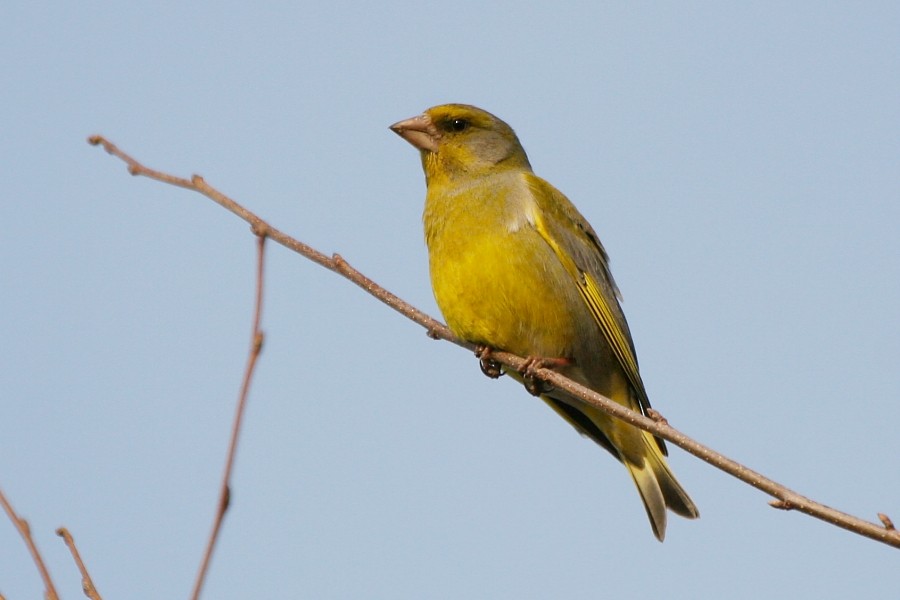 European Greenfinch - ML277318161